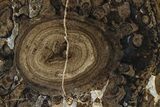 Polished Fossil Stromatolite Colony - Utah #365937-1